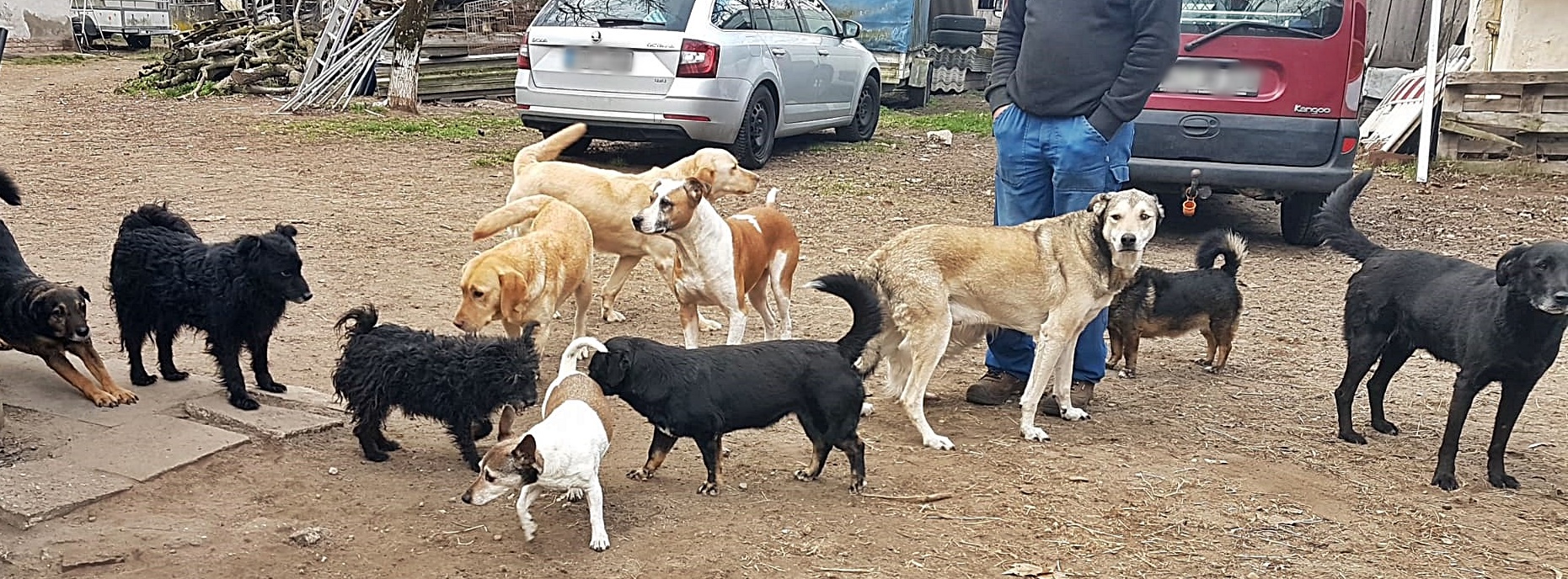 Wir warten auf die Leckerchen vom Spendenshop
